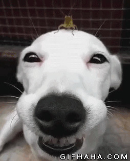 笨狗傻笑搞笑图片:狗狗