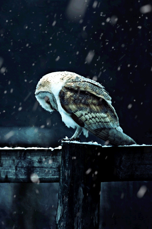 风雪中的小鸟gif图片:小鸟