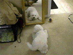 小狗照镜子搞笑图片