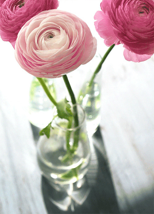 花瓶里的鲜花gif图:鲜花