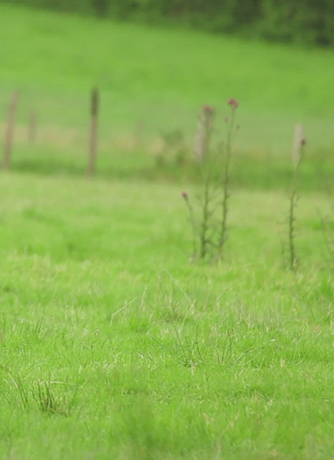 梅花鹿草原奔跑动态图片:梅花鹿