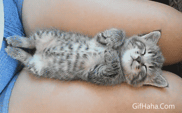 小呆猫睡觉搞笑图片:猫猫