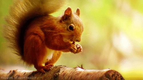小松鼠吃松果gif图:松鼠