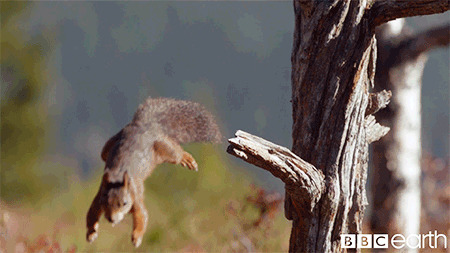 树上松鼠跳跃gif图:松鼠