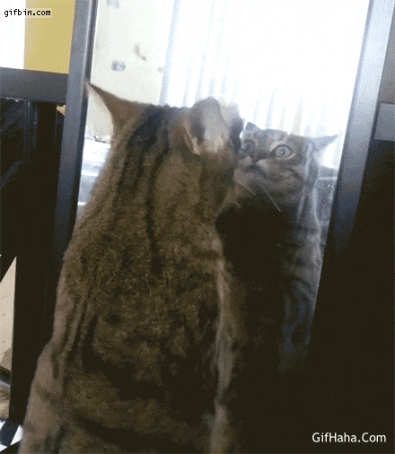 猫猫抓镜子搞笑动态图
