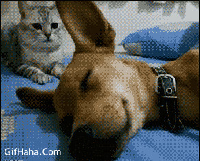 蠢狗起床别装睡搞笑图片:猫猫,狗狗