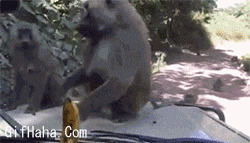 猴子拿香蕉搞笑动态图:猴子