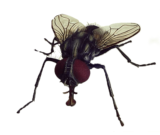 大苍蝇PNG图片