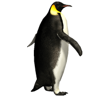 企鹅走路PNG图片