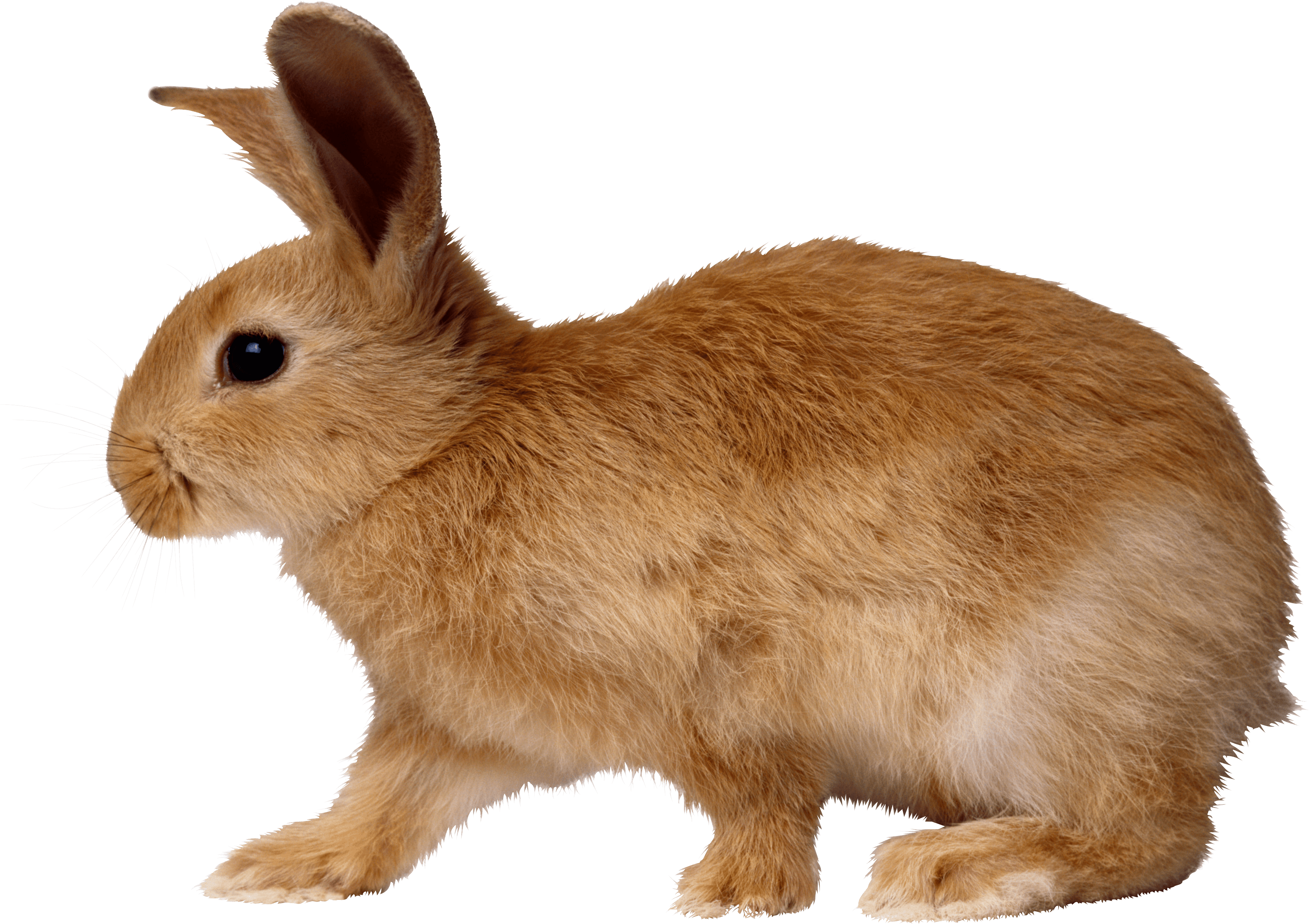 大耳朵兔子表情图片