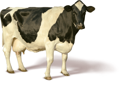 大奶牛产奶PNG图片