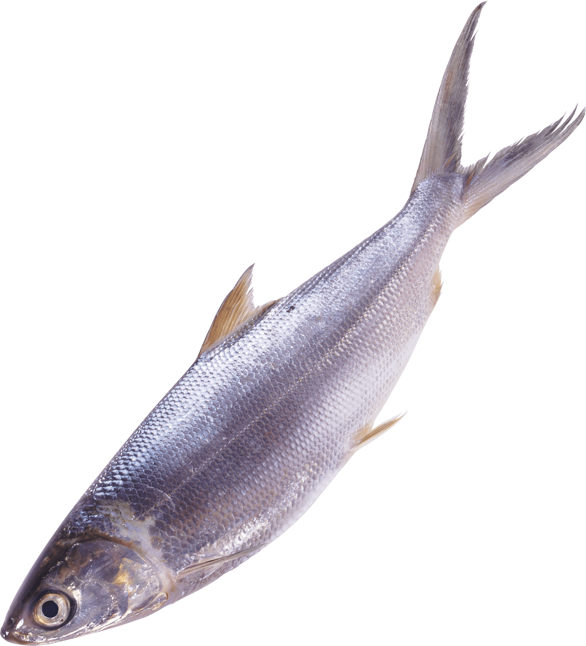 长鲢鱼PNG图片