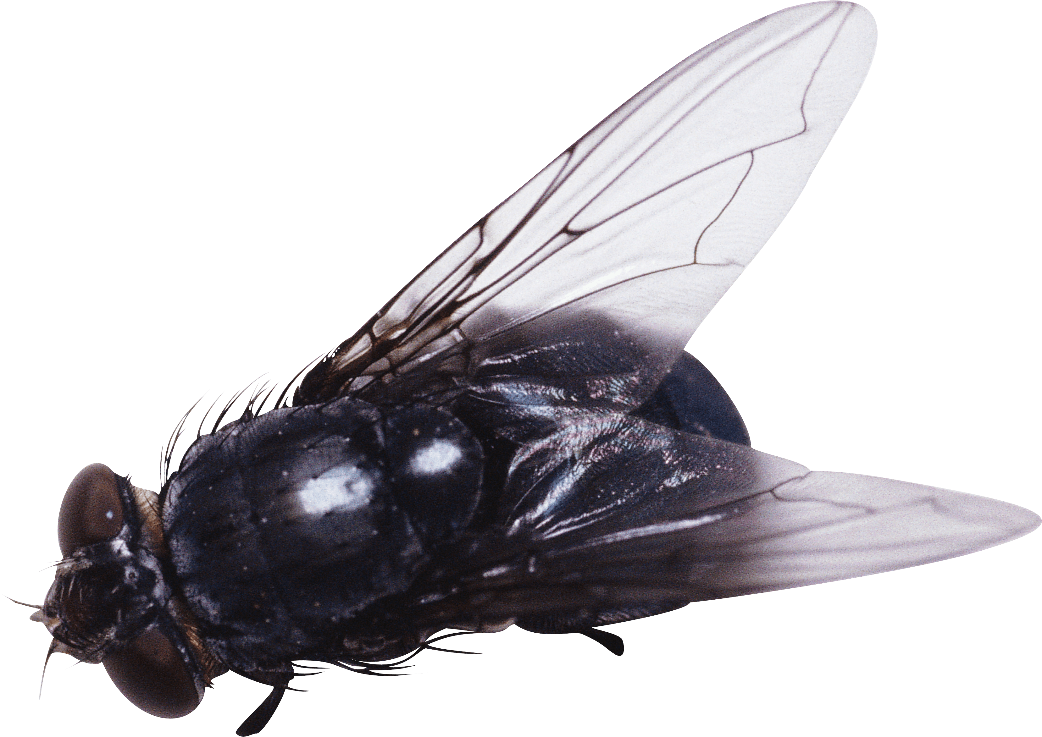 大黑苍蝇PNG图片
