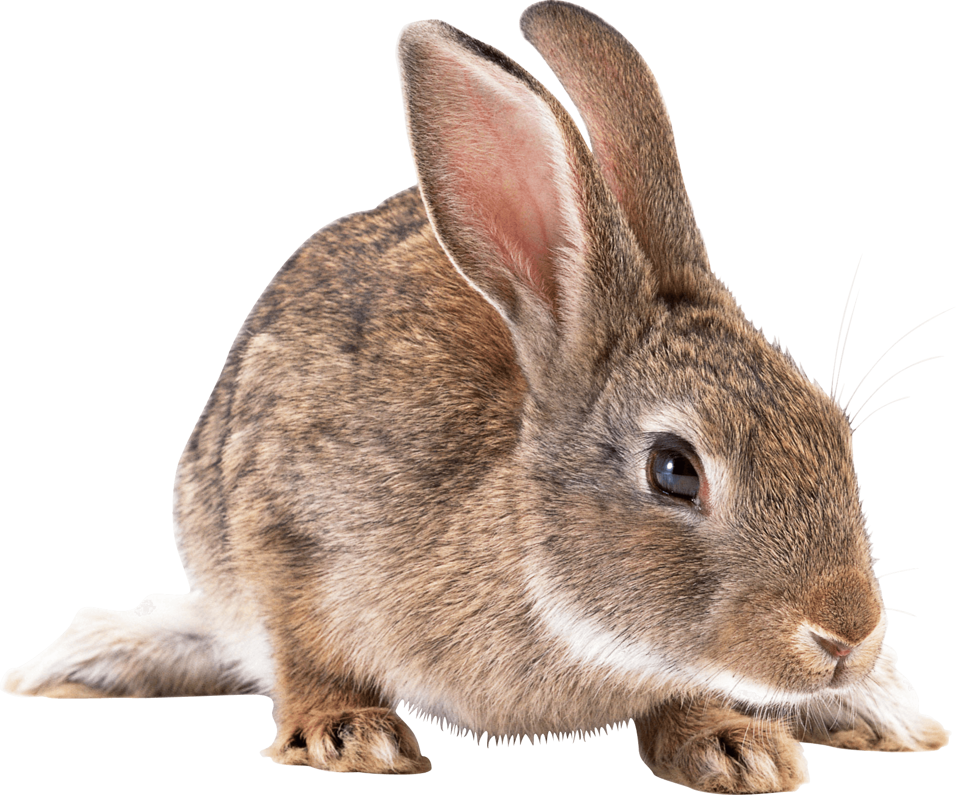 小兔子竖耳朵PNG图片