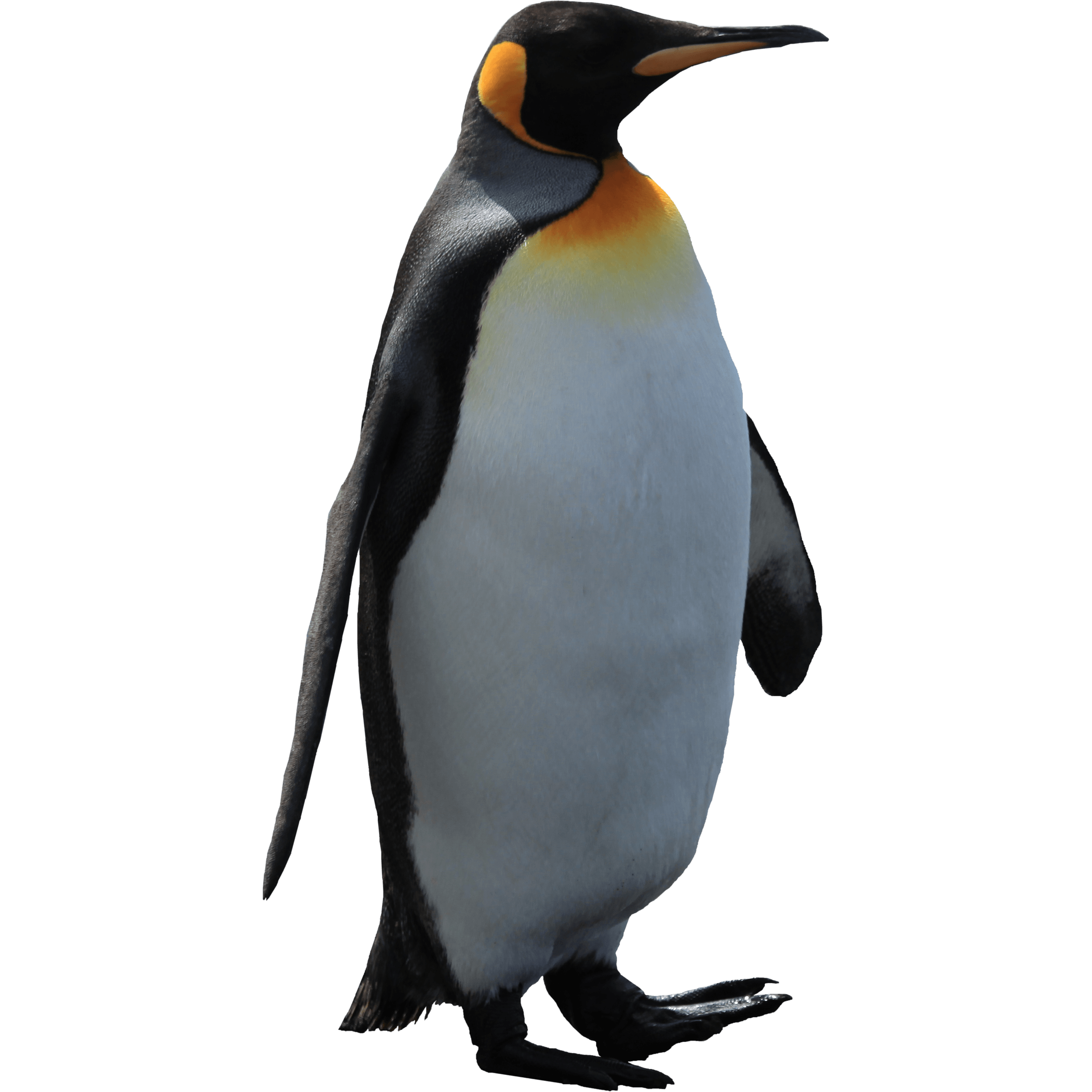 企鹅素描PNG图片