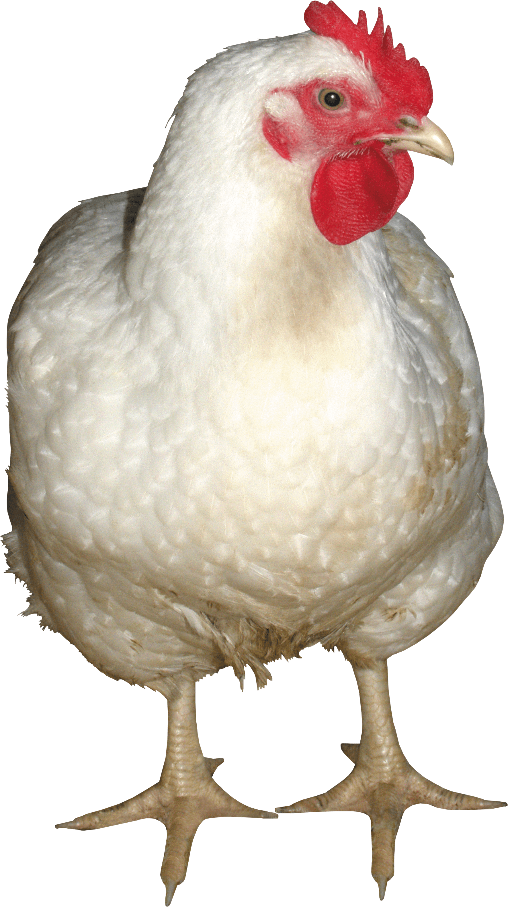 白母鸡PNG图片
