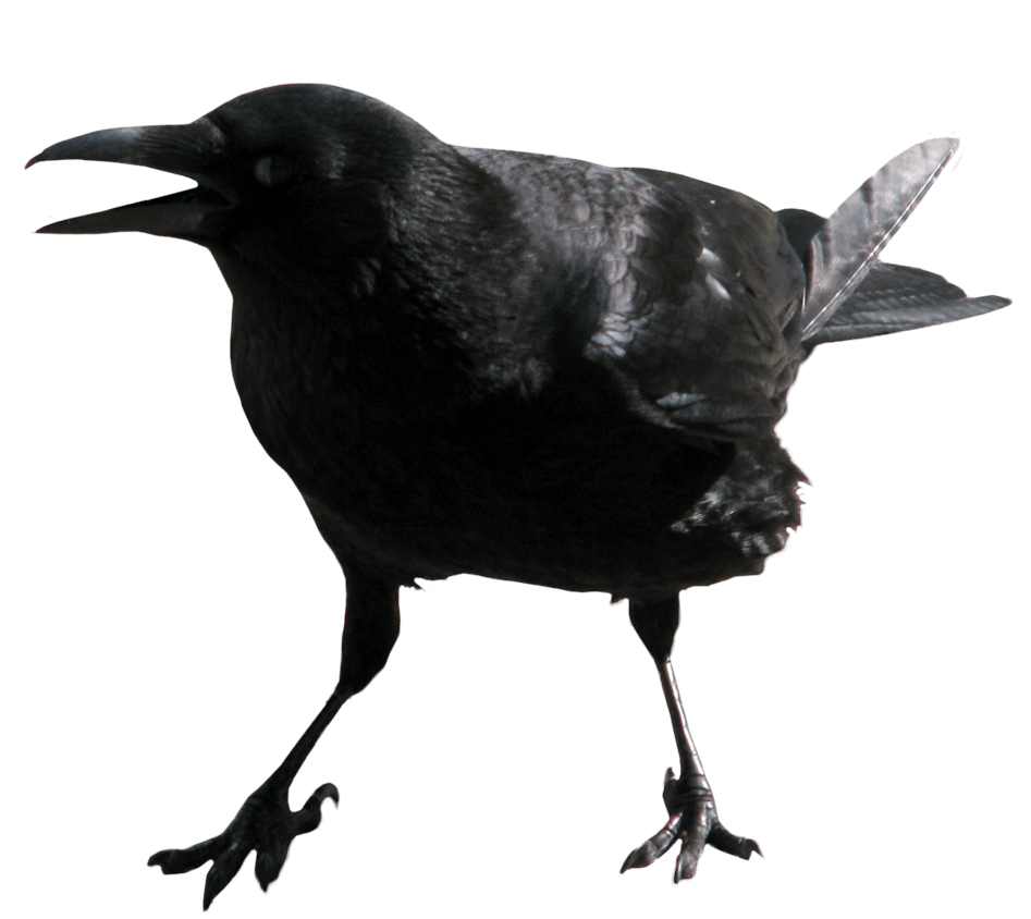 黑麻雀张嘴PNG图片