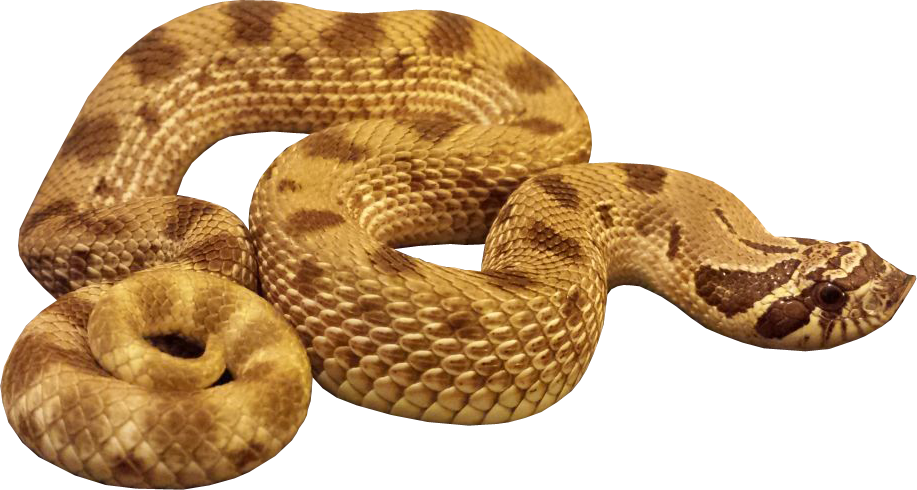 蛇盘旋PNG图片