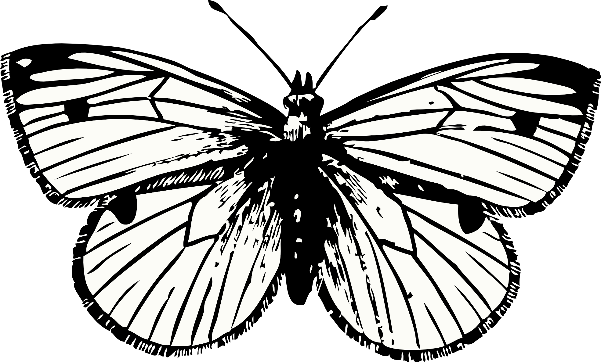 蝴蝶标本PNG图片