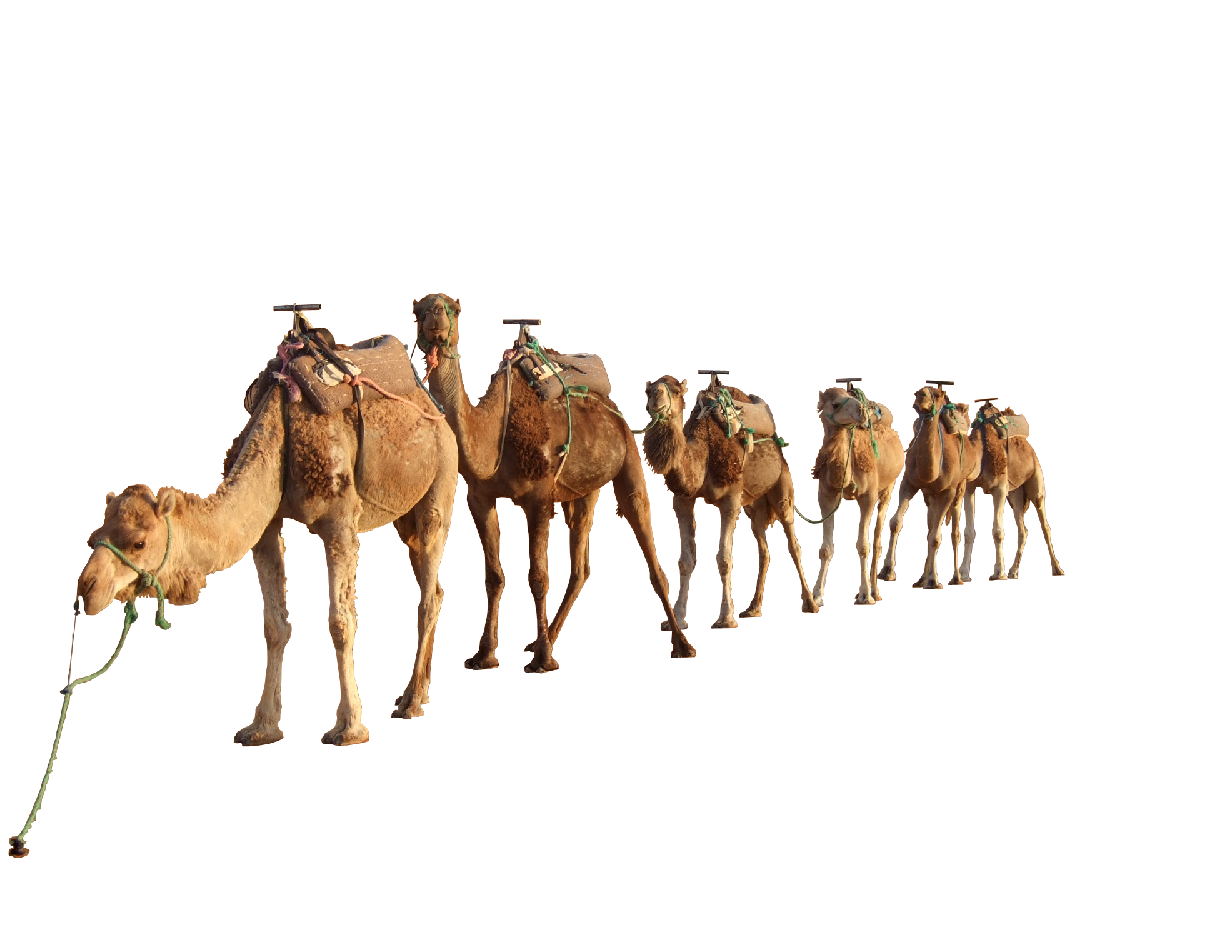 骆驼队PNG图片