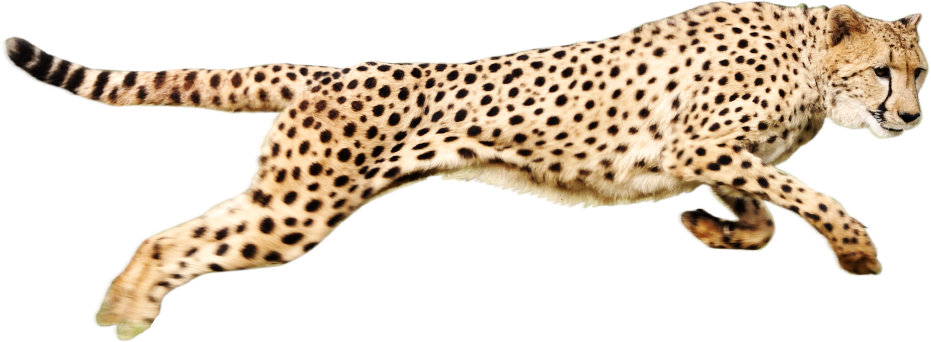 急速奔跑的豹子PNG图片