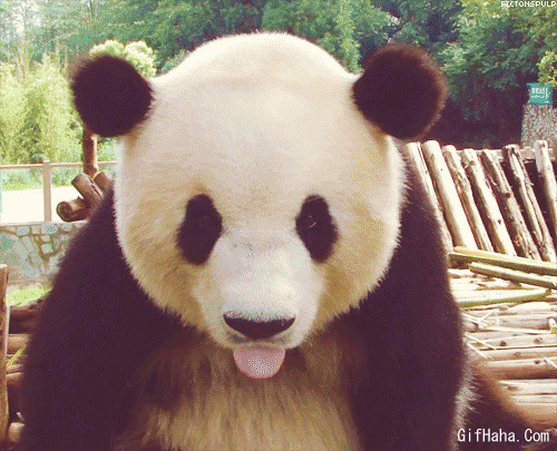 呆萌熊猫舔舌头闪图