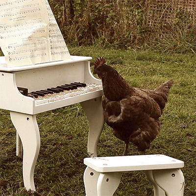 母鸡和钢琴gif图:母鸡