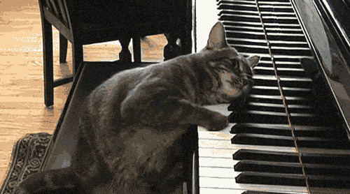 老猫弹钢琴动态图:猫猫