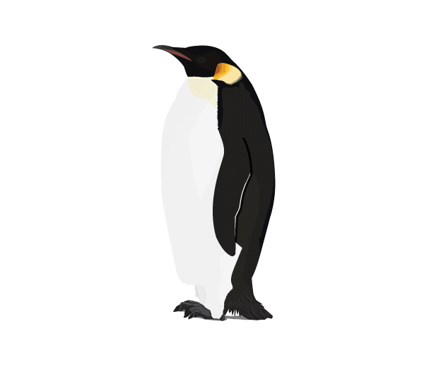 尖嘴企鹅PNG图片