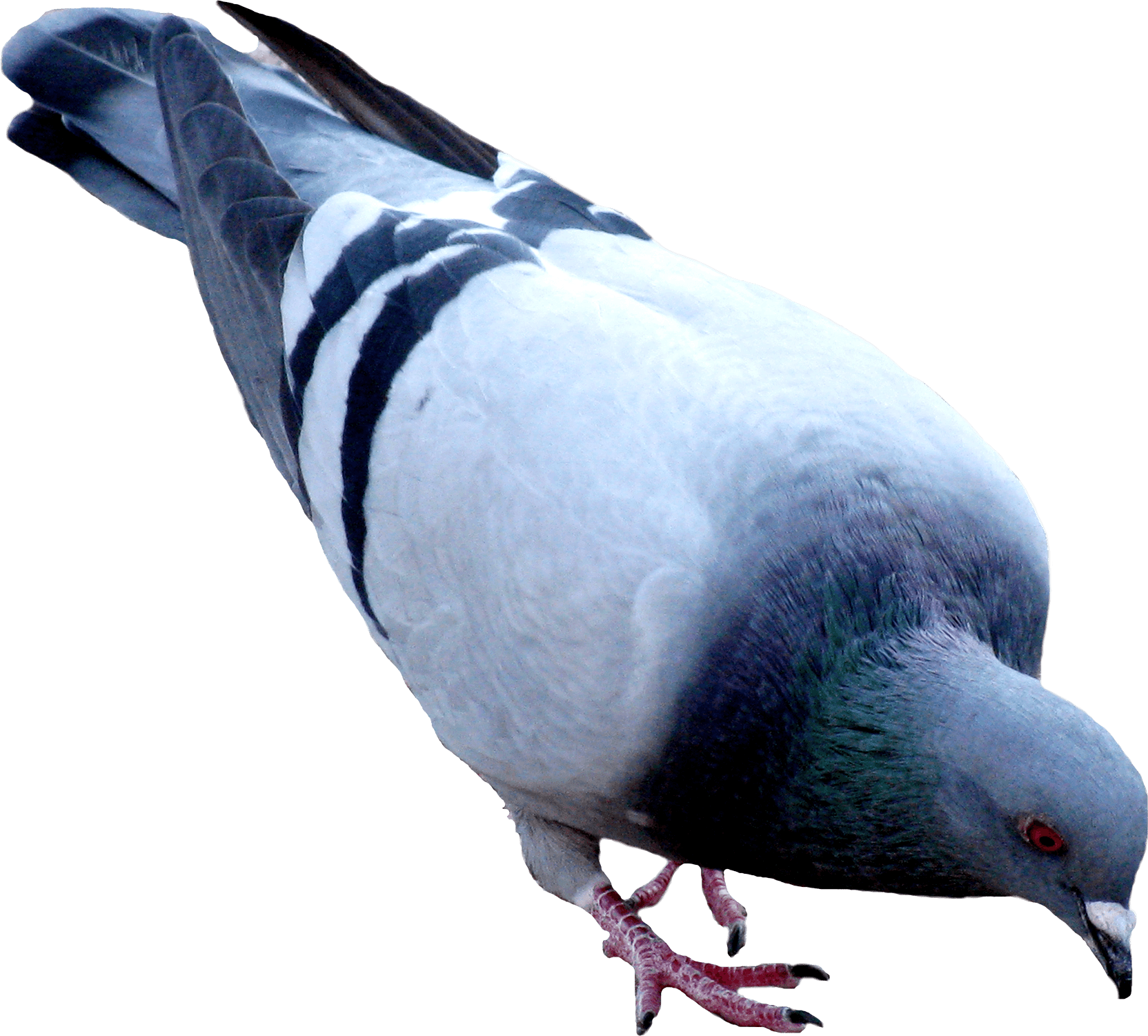寻食的鸽子PNG图片