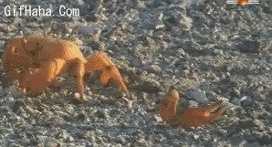 螃蟹自废手脚搞笑图片:螃蟹