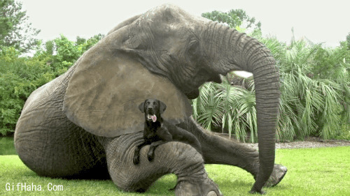 大象和小狗gif图:狗狗,大象