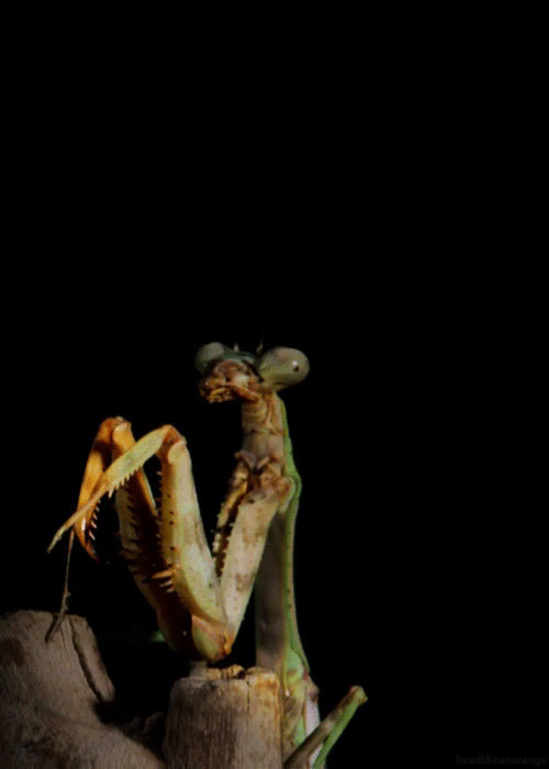 螳螂gif图片:螳螂