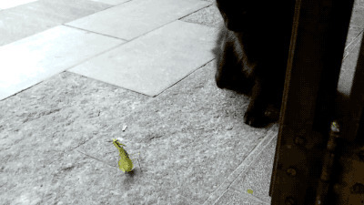 猫咪打螳螂动态图