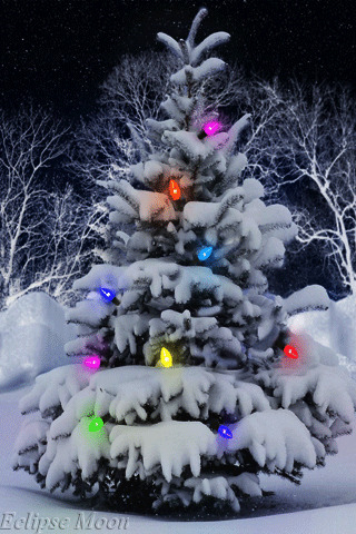 炫彩圣诞树gif图:圣诞树