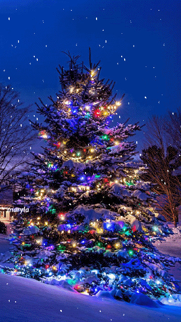 雪夜绚丽圣诞树闪图:圣诞节
