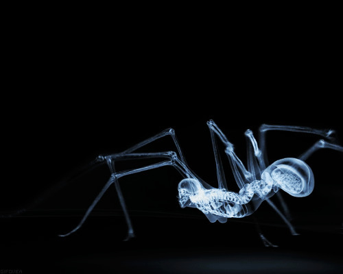 爬行的透明蜘蛛闪图:蜘蛛
