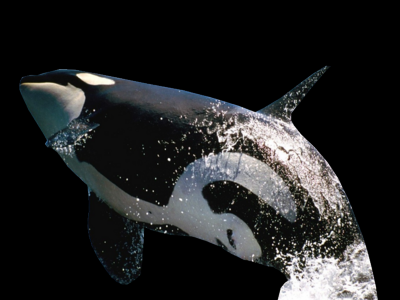 鲨鱼戏水PNG图片