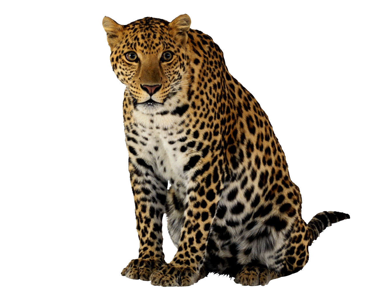 蹲立的豹子PNG图片