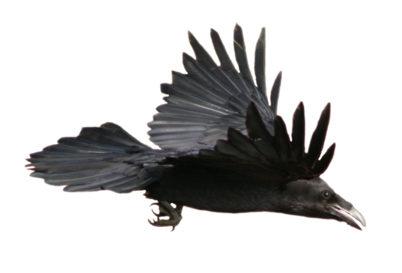 乌鸦飞翔PNG图片