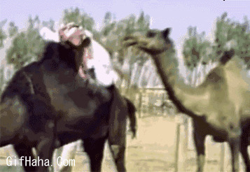 骆驼咬屁股搞笑图片