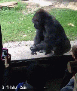 小孩看大猩猩搞笑图片:大猩猩