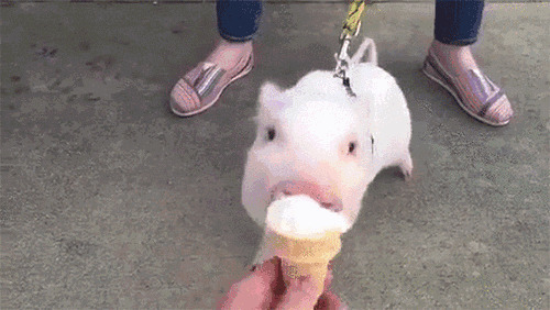 宠物小猪吃甜筒动态图片