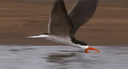 海鸥捉鱼动态图片:海鸥