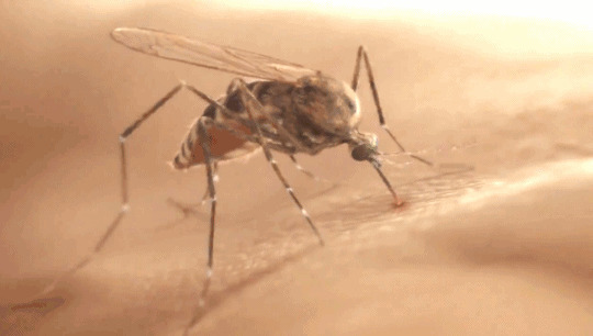 蚊子咬人高清动态图片:蚊子
