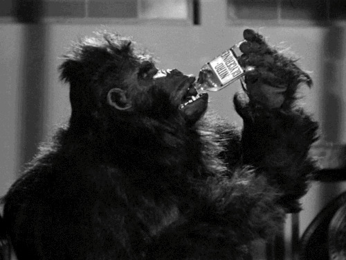 大猩猩喝矿泉水动态图片:大猩猩