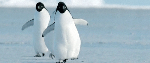 小企鹅排队走路动态图片:企鹅