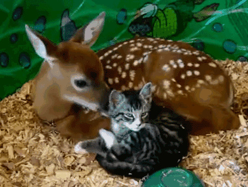 小鹿与猫猫在一起动态图片