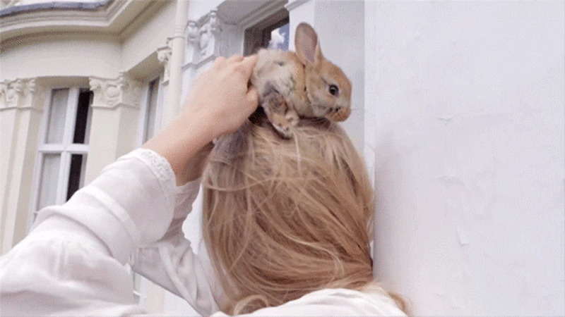 看我头上的小兔子动态图片:兔子
