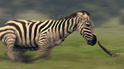 斑马追猎物GIF图片